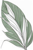 Minimalist Line Art of an Elegant Banana Leaf