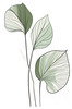 Minimalist Line Art of an Elegant Banana Leaf