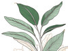 Minimalist Line Art of an Elegant Banana Leaf