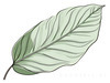 Minimalist Line Art of an Elegant Banana Leaf