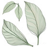 Minimalist Line Art of an Elegant Banana Leaf