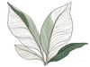 Minimalist Line Art of an Elegant Banana Leaf