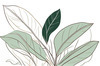 Minimalist Line Art of an Elegant Banana Leaf