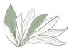 Minimalist Line Art of an Elegant Banana Leaf