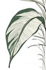 Minimalist Line Art of an Elegant Banana Leaf