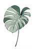 Minimalist Line Art of an Elegant Monstera Leaf