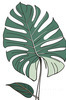 Minimalist Line Art of an Elegant Monstera Leaf