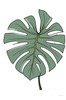 Minimalist Line Art of an Elegant Monstera Leaf