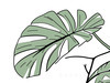 Minimalist Line Art of an Elegant Monstera Leaf