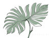 Minimalist Line Art of an Elegant Monstera Leaf