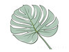 Minimalist Line Art of an Elegant Monstera Leaf
