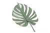Minimalist Line Art of an Elegant Monstera Leaf