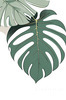 Minimalist Line Art of an Elegant Monstera Leaf