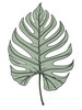 Minimalist Line Art of an Elegant Monstera Leaf