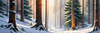 Enchanted Snowy Pine Forest with Sunlight Piercing Through Canopy