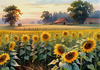 Fields of Sunflowers Facing the Setting Sun with Orange and Yellow Glow