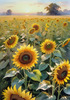 Fields of Sunflowers Facing the Setting Sun with Orange and Yellow Glow
