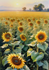 Fields of Sunflowers Facing the Setting Sun with Orange and Yellow Glow