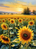 Fields of Sunflowers Facing the Setting Sun with Orange and Yellow Glow