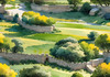 Fields of Green and Gold Divided by Old Stone Walls Landscape Print