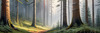 Printable art of a foggy morning in a spruce forest with muffled sounds
