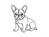 Minimalist Line Art of Seated French Bulldog with Head Tilted