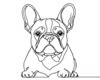 Minimalist Line Art of Seated French Bulldog with Head Tilted