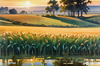 Golden Wheat Field at Sunset Realistic Landscape Art Print
