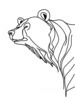 Minimalist Line Art Reflecting Grizzly Bear's Shoulder and Muzzle