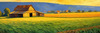 Impressionistic Art Print of a Rustic Barn in Countryside Grain Fields