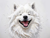 Abstract Sketch of Smiling Samoyed Face - Printable Art
