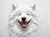 Abstract Sketch of Smiling Samoyed Face - Printable Art