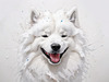 Abstract Sketch of Smiling Samoyed Face - Printable Art