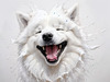 Abstract Sketch of Smiling Samoyed Face - Printable Art