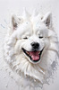 Abstract Sketch of Smiling Samoyed Face - Printable Art