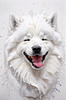 Abstract Sketch of Smiling Samoyed Face - Printable Art