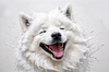 Abstract Sketch of Smiling Samoyed Face - Printable Art