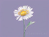 Minimalist Line Art of Lavender Sprig in Upward Bloom