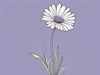 Minimalist Line Art of Lavender Sprig in Upward Bloom