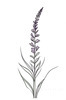Minimalist Line Art of Lavender Sprig in Upward Bloom
