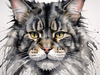 Abstract Sketchy Maine Coon Cat Art Print with Tufted Ears