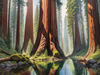 Printable Art of Redwood Giants with Reflective Stream in Forest Landscape