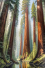 Printable Art of Redwood Giants with Reflective Stream in Forest Landscape
