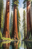 Printable Art of Redwood Giants with Reflective Stream in Forest Landscape