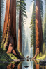 Printable Art of Redwood Giants with Reflective Stream in Forest Landscape