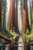 Printable Art of Redwood Giants with Reflective Stream in Forest Landscape