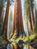 Printable Art of Redwood Giants with Reflective Stream in Forest Landscape