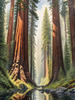 Printable Art of Redwood Giants with Reflective Stream in Forest Landscape