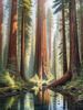 Printable Art of Redwood Giants with Reflective Stream in Forest Landscape