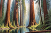 Printable Art of Redwood Giants with Reflective Stream in Forest Landscape